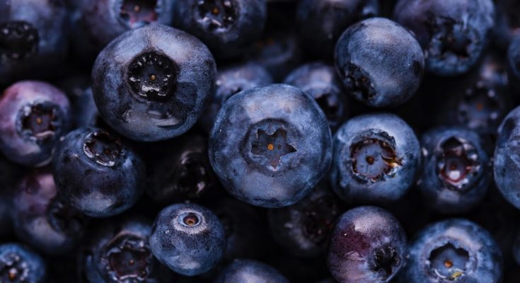 Benefits of Blueberries for the Brain