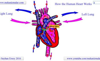 how the heart works