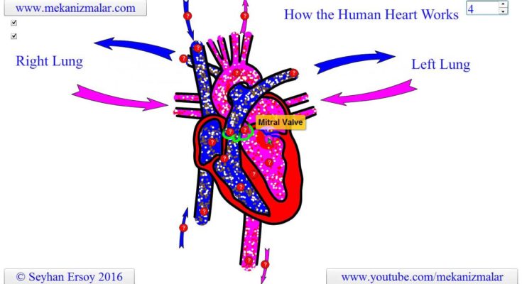 how the heart works